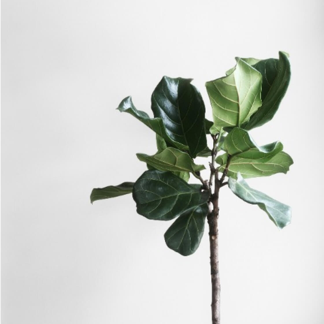 A small fiddle leaf fig tree with glossy green leaves, isolated against a white background.